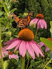 Danaus plexippus