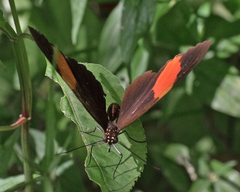 Heliconius melpomene flagrans