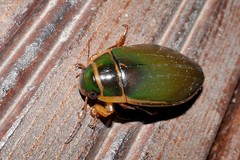 Dytiscus circumcinctus