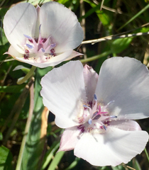 Calochortus umbellatus
