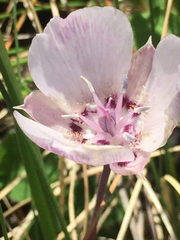 Calochortus umbellatus