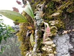 Rhynchostele rossii