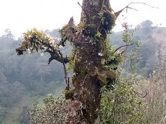 Rhynchostele rossii