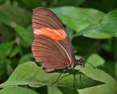 Heliconius melpomene flagrans