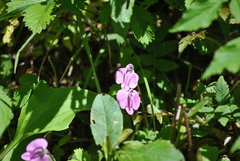 Pedicularis macrosiphon