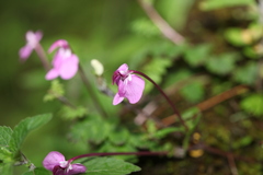 Pedicularis macrosiphon