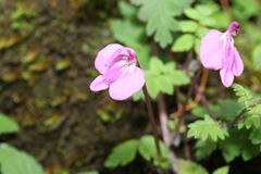 Pedicularis macrosiphon