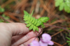 Pedicularis macrosiphon