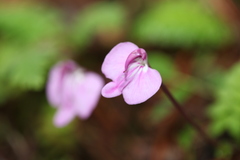 Pedicularis macrosiphon