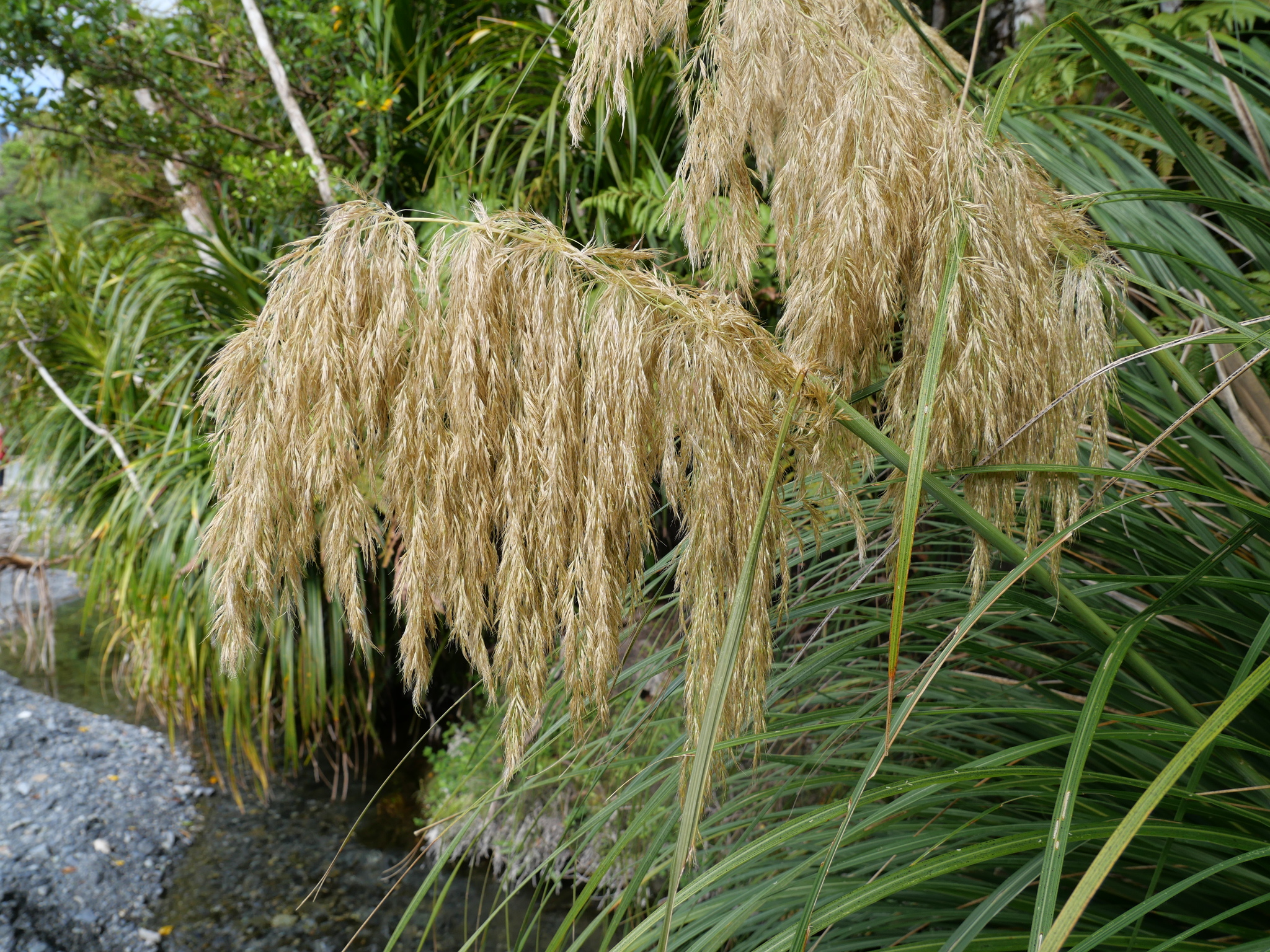 Austroderia fulvida