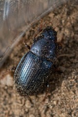 Amara insignis