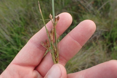 Fimbristylis caroliniana