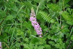 Pedicularis davidii