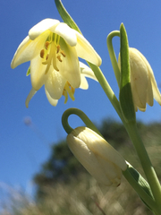Fritillaria liliacea