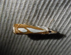 Catoptria mytilella