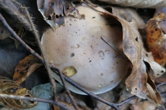Cortinarius dibaphus