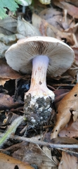 Cortinarius dibaphus