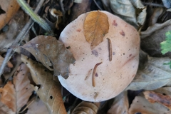 Cortinarius dibaphus