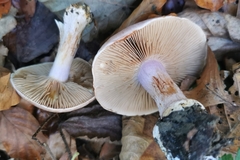 Cortinarius dibaphus