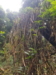 Pseudovanilla foliata