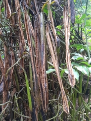 Pseudovanilla foliata