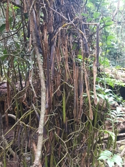 Pseudovanilla foliata