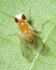 Sobarocephala flaviseta