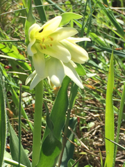 Fritillaria liliacea