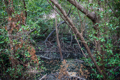 Laguncularia racemosa