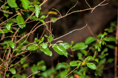 Laguncularia racemosa