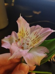 Alstroemeria magnifica