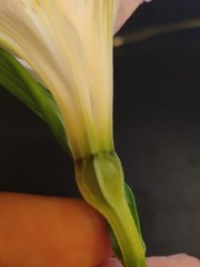 Alstroemeria magnifica