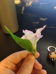 Alstroemeria magnifica