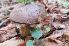 Rubroboletus rhodoxanthus