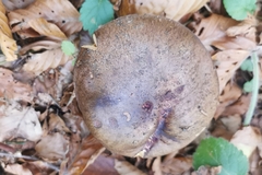 Rubroboletus rhodoxanthus