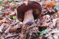 Rubroboletus rhodoxanthus
