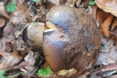 Rubroboletus rhodoxanthus