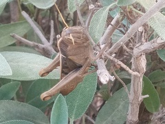 Acanthacris ruficornis