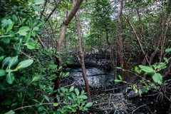 Laguncularia racemosa