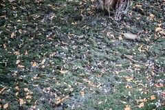 Laguncularia racemosa