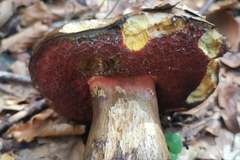 Rubroboletus rhodoxanthus