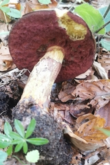 Rubroboletus rhodoxanthus