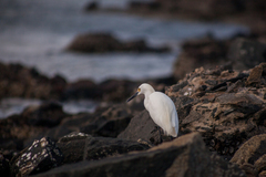 Egretta thula