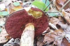 Rubroboletus rhodoxanthus
