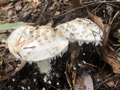 Amanita smithiana