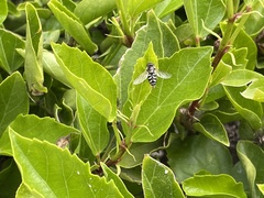 Eupeodes volucris