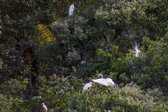 Ardea alba
