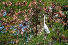 Ardea alba