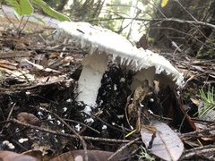 Amanita smithiana
