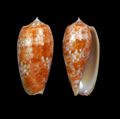 Conus bullatus